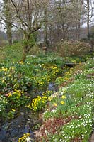 Stream with riparian plants, Caltha palustris, Anemone nemorosa, Primula veris, Leucojum aestivum 