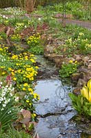 Stream with riparian plants, Caltha palustris, Anemone nemorosa, Primula veris, Leucojum aestivum 