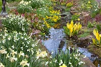 Stream with riparian plants, Caltha palustris, Anemone nemorosa, Primula veris, Leucojum aestivum, Lysichiton americanus 