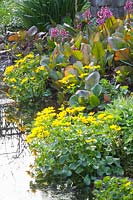 Stream with riparian plants, Caltha palustris, Bergenia 