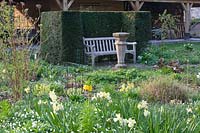 Seating area in front of yew hedge, Taxus, Narcissus, primula veris, Anemone nemorosa 