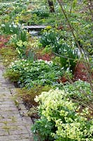 Bed in spring, Primula veris, Anemone nemorosa, Leucojum aestivum 