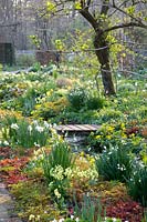 Bed in spring, Primula veris, Anemone nemorosa, Leucojum aestivum 