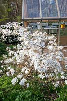 Star magnolia, Magnolia stellata 