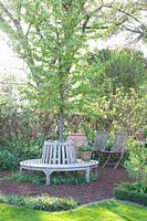 Tree bench under ironwood tree, Parrotia persica Bella 