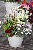 Pot with Primula Belarina Valentine, Leucanthemum African Rose, Erysimum Rysi Moon Improved, Tiarella 