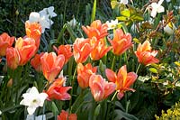 Tulipa Apricot Emperor 