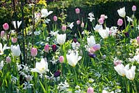 Bed with Tulipa Purissima, Tulipa Havran, Tulipa Ganders Rhaphsody, Narcissus Thalia 