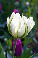 Tulipa Exotic Emperor 