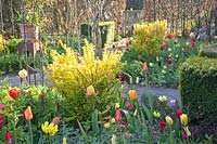 Garden with yellow-leaved barberry, Fagus sylvatica, Tulipa, Berberis thunbergii 