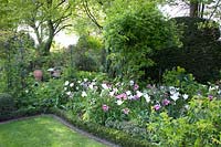 Spring bed with tulips, Tulipa White Triumphator 