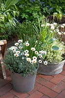 Pot garden with Hosta tardiana El Nino, Thymus, Rodanthemum hosmariense Casablanca 