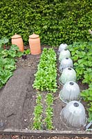 Vegetable garden in spring with spinach and strawberries, lettuce under cloches, Fragaria, Spinacia oleracea, Lactuca sativa 