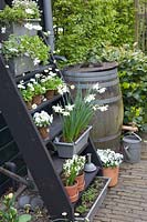 Rustic water barrel and tiered stand with bulb flowers 