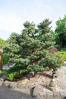 Pinus parviflora, Big Bonsai, White Pine 