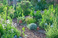 Herb garden with curry plant, chives, fennel, Helichrysum italicum, Allium schoenoprasum, Foeniculum vulgare 