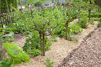 Gooseberry standard tree with straw mulch, Ribes uva-crispa Remarka, Ribes uva-crispa Reverta 