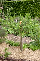 Gooseberry standard tree with straw mulch, Ribes uva-crispa Remarka 
