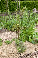 Gooseberry standard tree with straw mulch, Ribes uva-crispa Reverta 