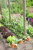 Vegetable garden with sugar snap peas and lettuce, Pisum sativum Krimberger pea, Lactuca sativa 