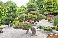 Niwaki topiary for pine, Pinus 