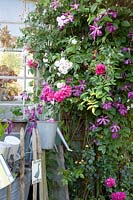 Combination of climbing rose and clematis, pink, clematis 