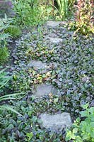 Bugleweed as ground cover between stepping stones, Ajuga reptans 