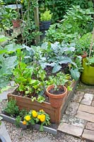 Small vegetable garden 