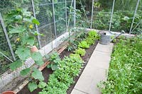 Greenhouse with lettuce, cucumbers and rocket 