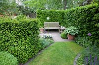Small garden with hedges 