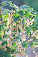 White currant, Ribes rubrum White Versailles 