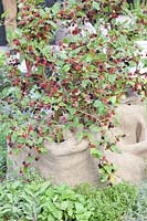 Mulberry bush, Morus Charlotte Russe 