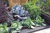Bed with cabbage, Brassicca oleracea Redbor, Brassica oleracea Samarsh, Brassica oleracea Red Drumhead, Brassica oleracea Reflex 