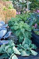 Bed of cabbage; Brassica oleracea Reflex; Brassica oleracea Samarsh, Brassica oleracea Cavolo Nero 