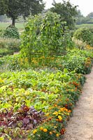 Vegetable garden with beetroot, Beta vulgaris, Phaseolus vulgaris Blaue Hilde 