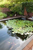 Water basin with water lilies and koi carp, Nymphaea 