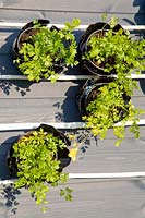 Vertical gardening with herbs, Petroselinum crispum 