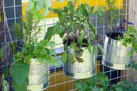 Herbs in tin cans 