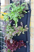 Salads in plant bags 