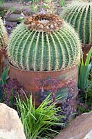 Portrait cactus in an old barrel, Echinocactus grusonii 