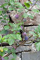 Plum espalier, Prunus domestica 