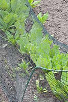 Young lettuce under net, Lactuca sativa 