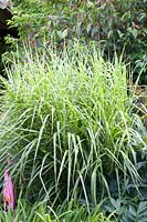Striped Chinese silver grass, Miscanthus sinensis 