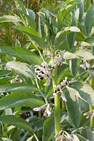 Portrait flower of the broad bean, Vicia faba 