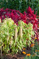 Bed with foxtail, Amaranthus 