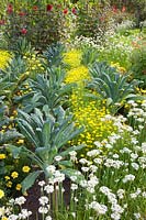 Cottage garden in late summer with palm cabbage, marigolds and chives 