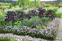 Cottage garden in late summer with kale and wild garlic as border, Brassica oleracea Redbor, Allium senescens 