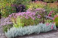 Cottage garden in late summer, Cleome Senorita Rosalita, Allium senescens, Persicaria orientalis, Helichrysum italicum 