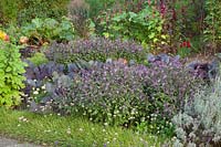 Cottage garden in late summer, Ocimum basilicum African Blue, Allium senescens 