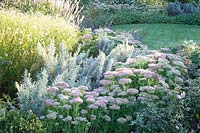 Perennial bed in late summer with Sedum Herbstfreude, Artemisia ludoviciana Silver Queen, Kalimeris incisa 